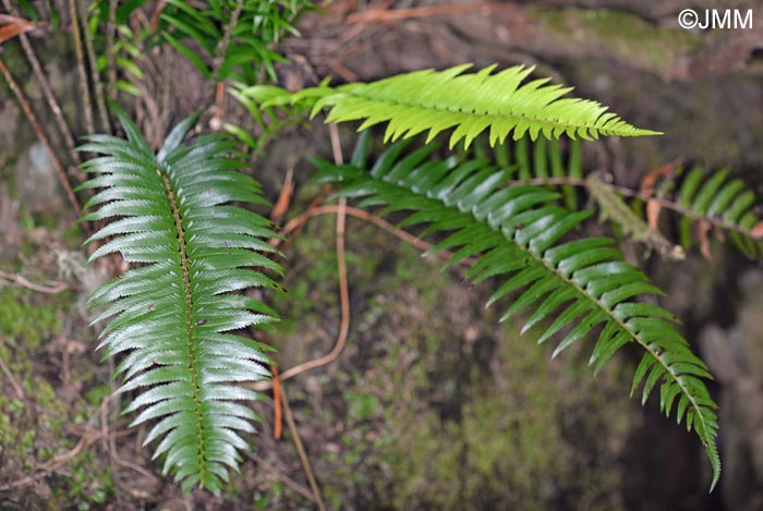 Polystichum x maderense