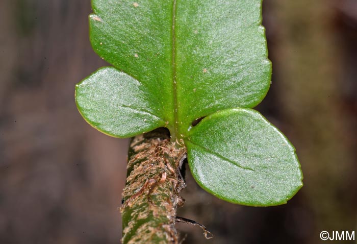 Polystichum x maderense