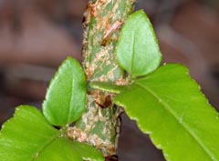 Polystichum x maderense