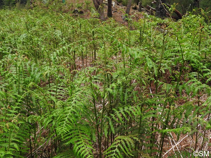 Pteridium aquilinum