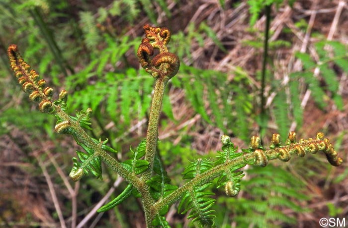 Pteridium aquilinum