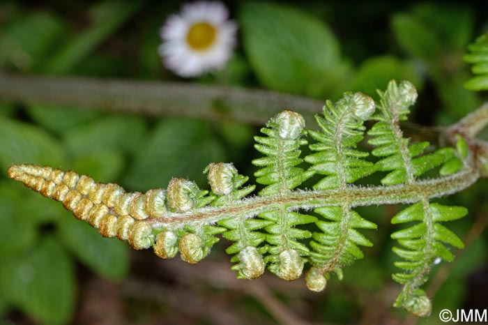 Pteridium aquilinum