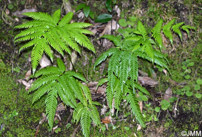 Pteris incompleta