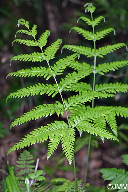 Pteris incompleta