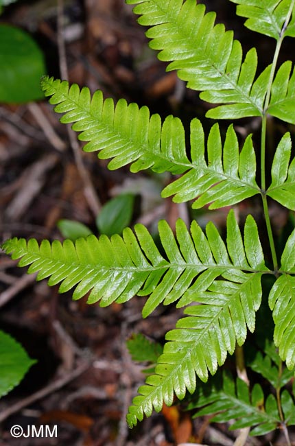 Pteris incompleta