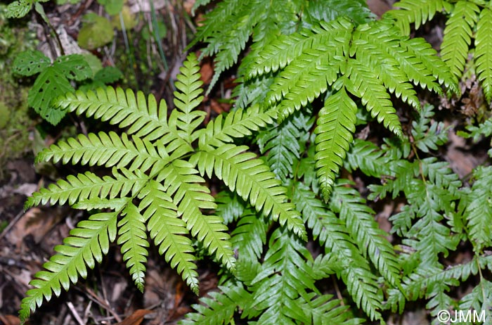 Pteris incompleta