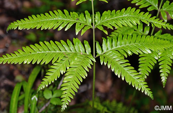 Pteris incompleta