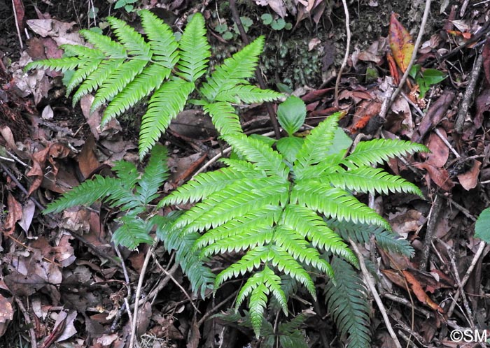 Pteris incompleta