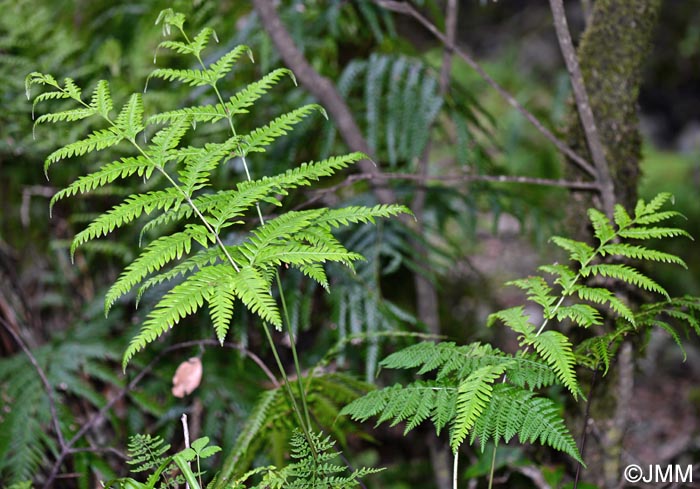 Pteris incompleta