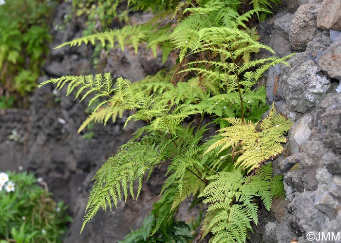 Pteris tremula