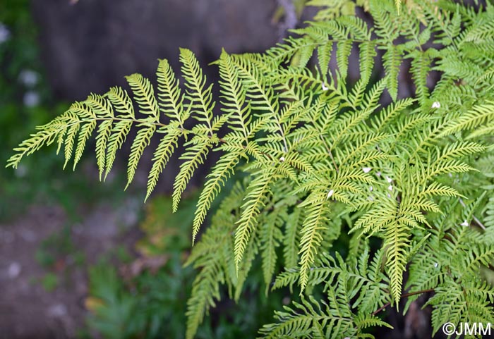 Pteris tremula