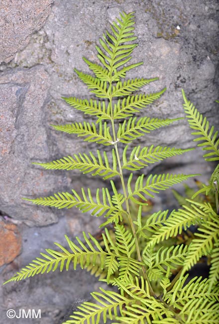 Pteris tremula