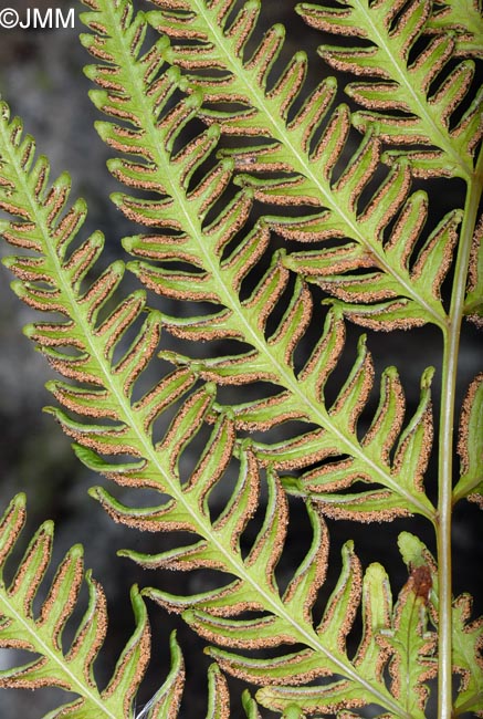 Pteris tremula