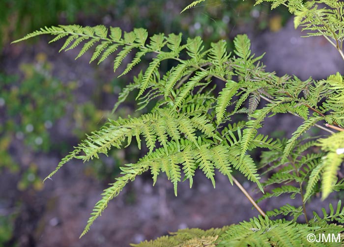 Pteris tremula