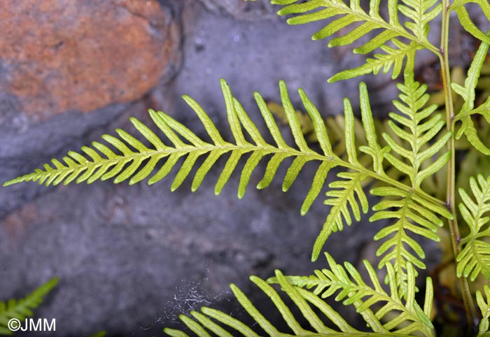 Pteris tremula