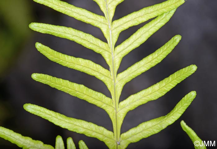 Pteris tremula