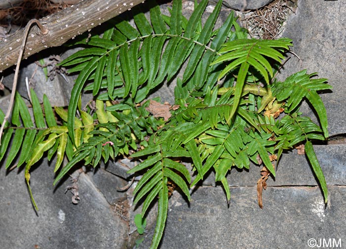 Pteris vittata