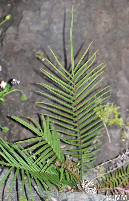 Pteris vittata