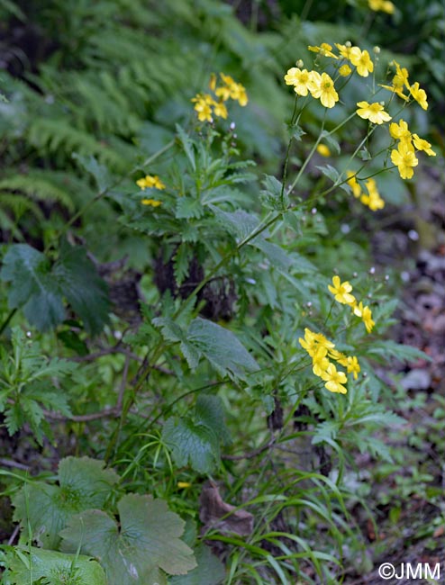 Ranunculus cortusifolius