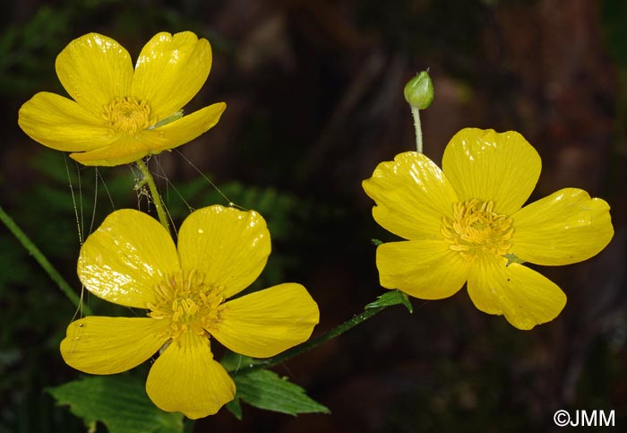 Ranunculus cortusifolius