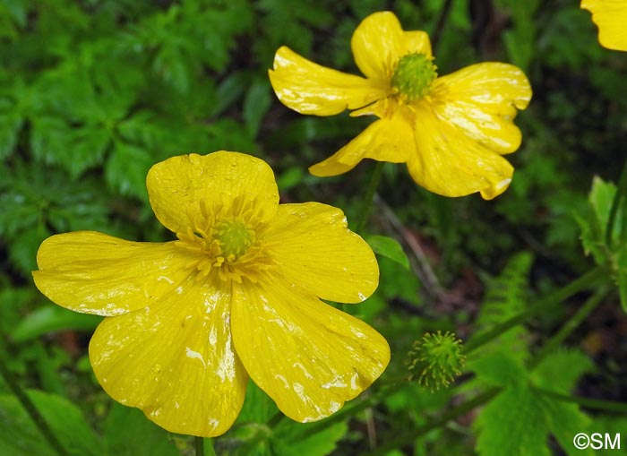 Ranunculus cortusifolius