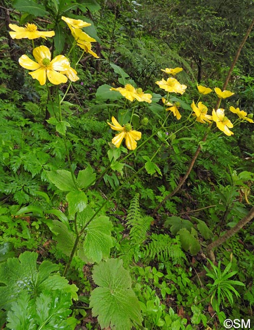 Ranunculus cortusifolius