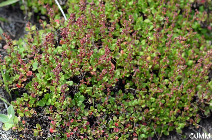 Rumex bucephalophorus subsp. canariensis var. fruticescens