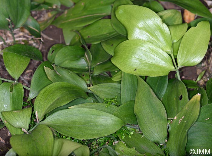 Ruscus streptophyllus