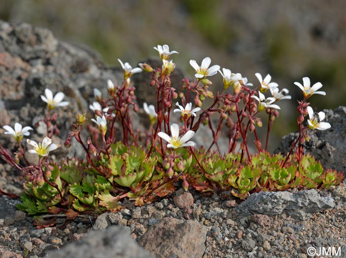 Saxifraga maderensis var. pickeringii