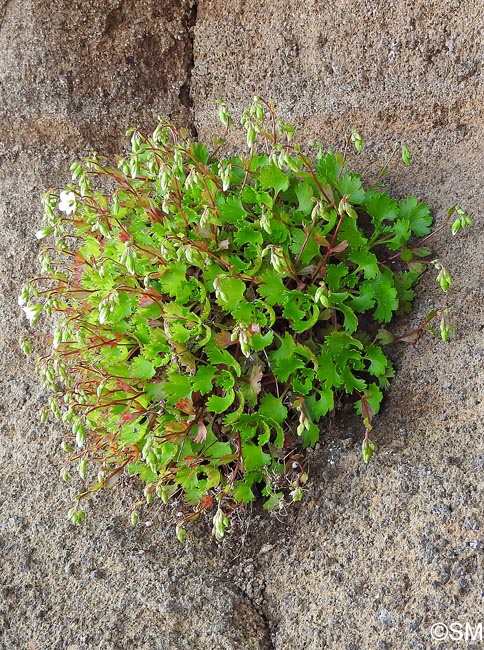 Saxifraga maderensis var. pickeringii