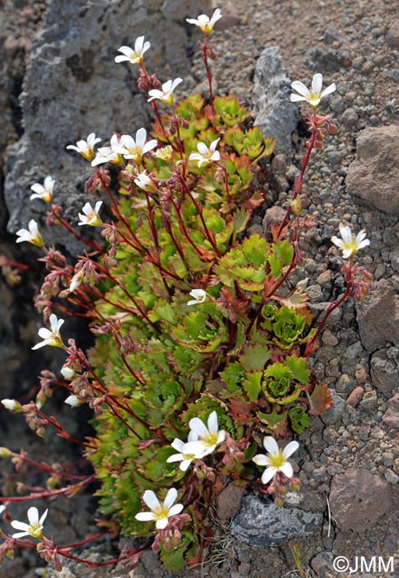 Saxifraga maderensis var. pickeringii