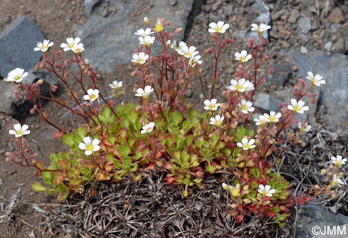 Saxifraga maderensis var. pickeringii