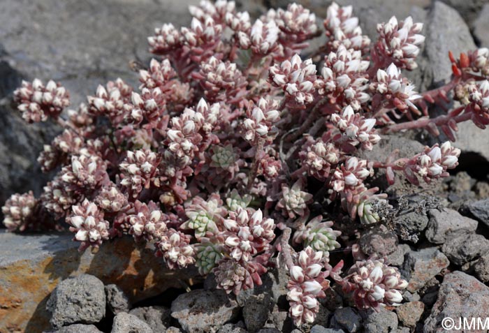 Sedum farinosum