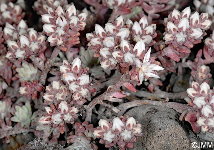 Sedum farinosum