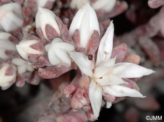 Sedum farinosum