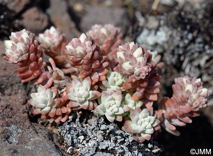 Sedum farinosum