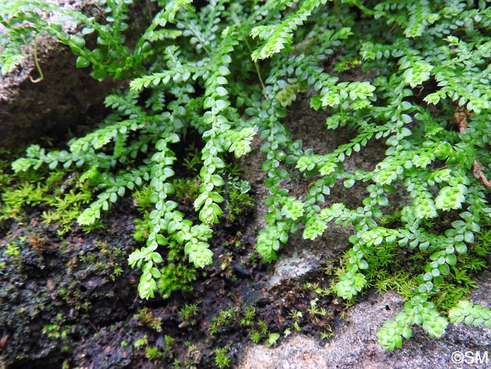 Selaginella denticulata