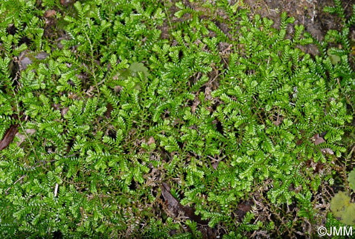 Selaginella kraussiana