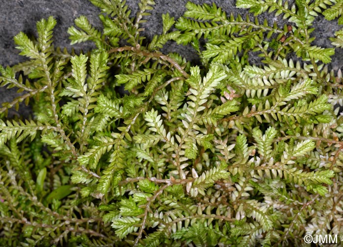 Selaginella kraussiana