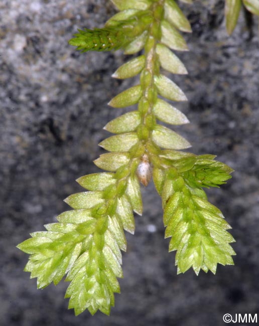 Selaginella kraussiana