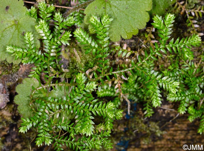 Selaginella kraussiana