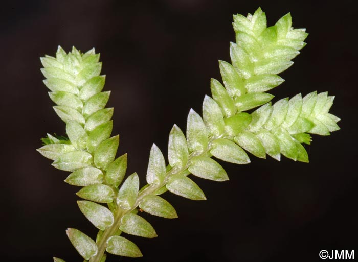 Selaginella kraussiana