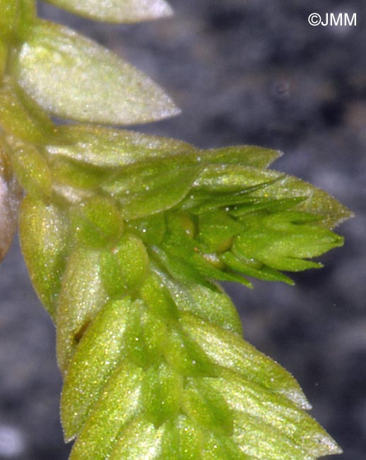 Selaginella kraussiana