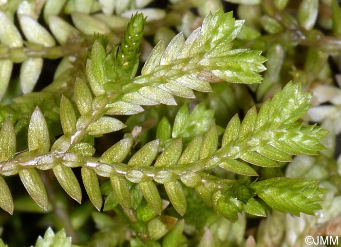 Selaginella kraussiana