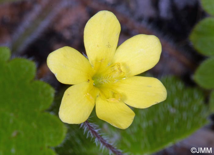 Sibthorpia peregrina