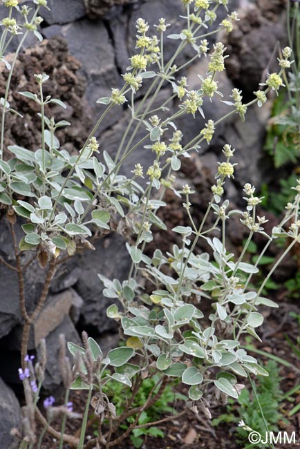 Sideritis candicans