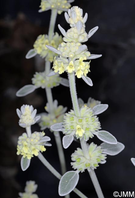 Sideritis candicans