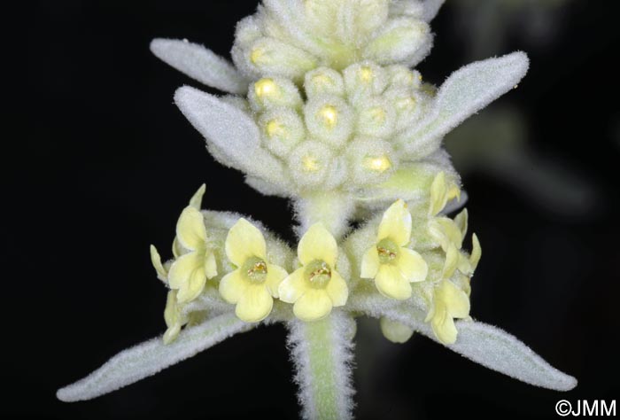 Sideritis candicans