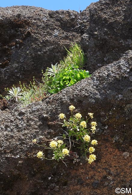 Sinapidendron frutescens