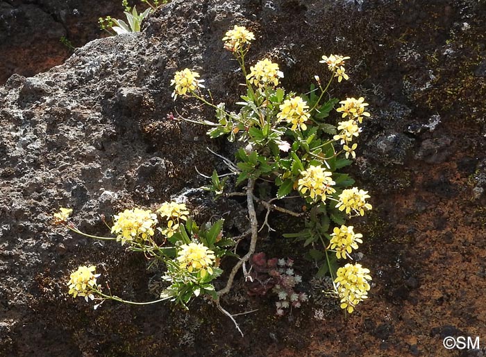 Sinapidendron frutescens